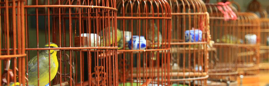 Hong Kong Birds market